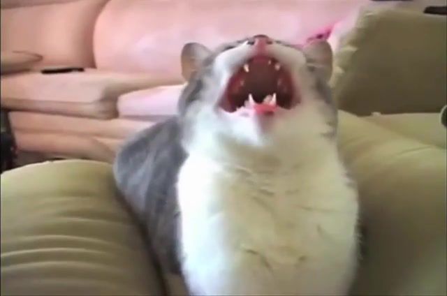 Cat wants a piece of meat, Cat, Meat, Yelling, Fresh, Meow