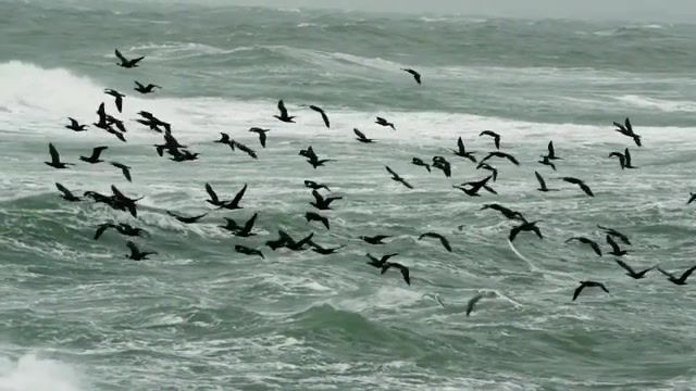 Seainstorm - Video & GIFs | seainstorm,ambient,storm,birds,sea,nature travel