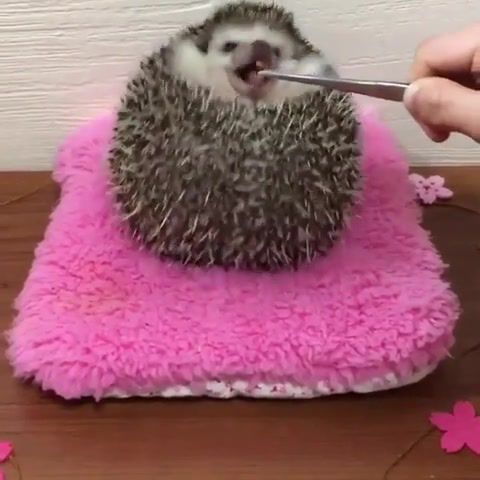 Waiting for the worms - Video & GIFs | animals funny,the wall,pink floyd,worms,hedgehog