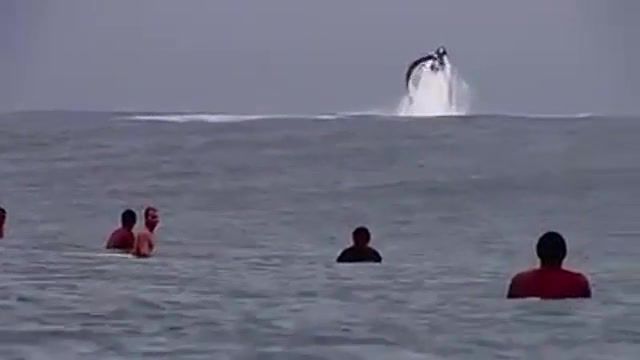 Wave riding with a huge whale