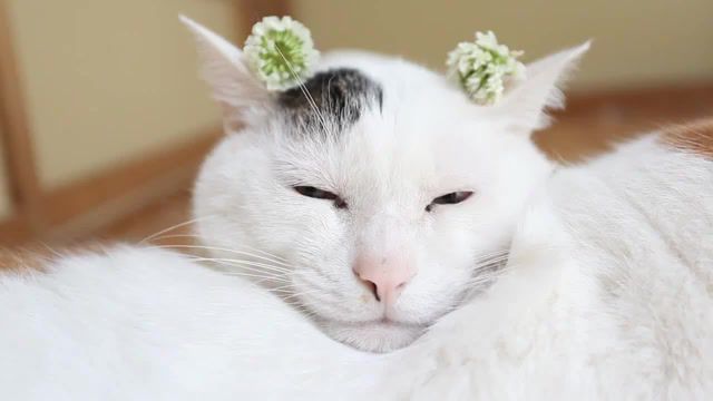 White clover, Shironeko, Art, Cute, Funny, Shironeko Blog, Pets, Cat, Nature Travel