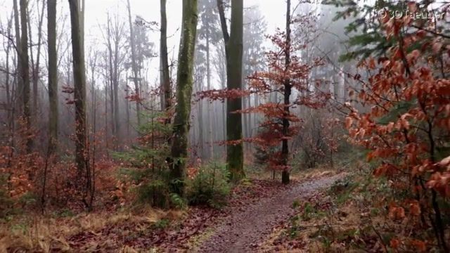 Misty forest, Mystical, Nebel, Herbstlaub, Calming, Soothing, Bird Sounds, Nature, Walk, Forest, Music, Nature Travel