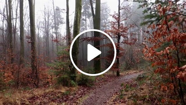 Misty forest, mystical, nebel, herbstlaub, calming, soothing, bird sounds, nature, walk, forest, music, nature travel. #0