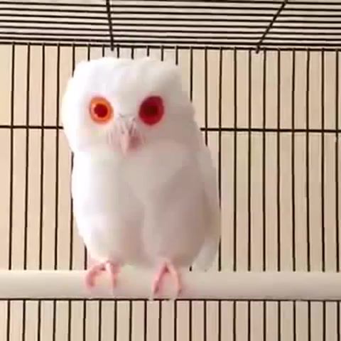 Baby albino owl, Jukin, Baby, Albino, Owl, Albinism