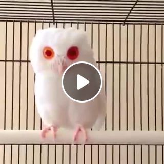 Baby albino owl