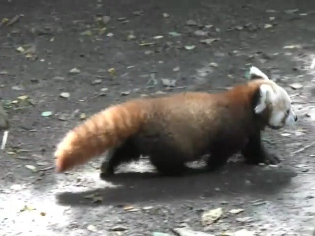 Baby red panda, Red Panda, Baby, Cute, Erie Zoo, Firefox, Nature Travel