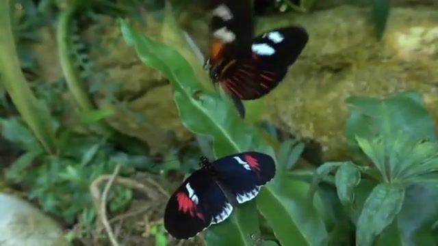Butterflies, nature travel.