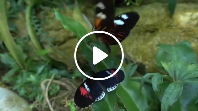 Butterflies, nature travel. #0