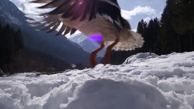 Duck. Olafur Arnalds. Bird. Michelvanderburg. Snow. Film. Sun. Duck. Spring. Vignette. Stubaital. 1 Memo. 1 Memo Com. Tirol. Austria. Nature Travel.