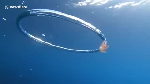 Jellyfish caught in ring bubble, nature, sea, jellyfish, rapgod, eminem, animals, nature travel.