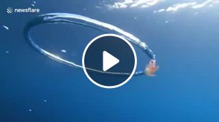 Jellyfish caught in ring bubble