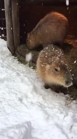 Let eat snow, Chiguire, Capybara, Nature Travel