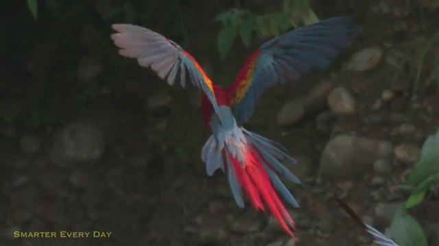 Macaws, smarter, every, day, phantom, miro, destin, high, speed, macaw, amazon, rainforest, parrot, bird, fruit, rain, forest, amazon rainforest, tambopata, science, research, biology, peru, brazil, frames, per, second, birds, watching, royal, red and green, ara, chloropterus, scarlet, texas, a and m, shubot, schubot, exotic, health, center, omg, wtf, wow, freedom, life, love, travelers, parrots, nature travel.