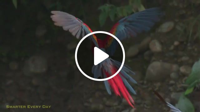 Macaws, smarter, every, day, phantom, miro, destin, high, speed, macaw, amazon, rainforest, parrot, bird, fruit, rain, forest, amazon rainforest, tambopata, science, research, biology, peru, brazil, frames, per, second, birds, watching, royal, red and green, ara, chloropterus, scarlet, texas, a and m, shubot, schubot, exotic, health, center, omg, wtf, wow, freedom, life, love, travelers, parrots, nature travel. #0