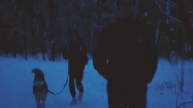 Winter chilling - Video & GIFs | winter,dog,snow,nature travel