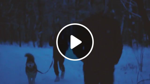 Winter chilling, winter, dog, snow, nature travel. #0