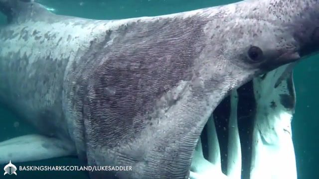 Shark - Video & GIFs | sharks,underwater,ocean,the world's oceans,anam musicians paul kelly genevieve lacey james ledger basking shark,basking shark,nature travel
