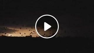Bats revealed by lightning