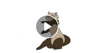 Dancing ferret animation