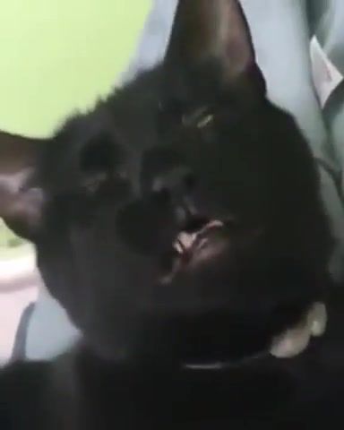 God bless you - Video & GIFs | god bless you,cat,black cat,sneeze,cat sneeze,yarshut,gest i tresh,fun,funny,animals,funny animals,event,lol