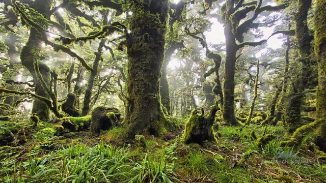 Our Home, New Zealand, Relax, Green, Trees, Moss, Earth, Forest, Dreams, Nature Travel