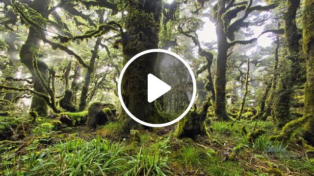 Our home, new zealand, relax, green, trees, moss, earth, forest, dreams, nature travel. #1