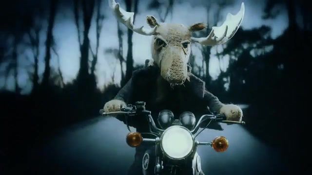 The moose is coming, Motorcycle Road Trip, Road Trip, Road, Motorcyclist, Motorcycle, Moose, Prodigy, Wild Frontier, Nature Travel
