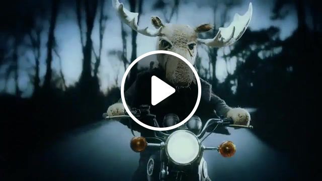 The moose is coming, motorcycle road trip, road trip, road, motorcyclist, motorcycle, moose, prodigy, wild frontier, nature travel. #0