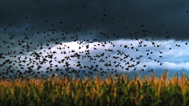 Transient 4k, uhd, 1000fps, phantom flex4k, 1000fps, slow motion, dfvc com, lightning, weather, storms, storm chasing, time lapse, 4k, uhd, dustin farrell, dustin farrell visual concepts, timelapse, stock footage, birds, flex 4k, arizona, monsoon, supercell, slowmo, electricity, stock clips, filmmaker, rights managed, clip, stock, license, brannan savage, music, slowmotion, nature travel.