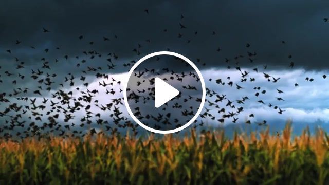 Transient 4k, uhd, 1000fps, phantom flex4k, 1000fps, slow motion, dfvc com, lightning, weather, storms, storm chasing, time lapse, 4k, uhd, dustin farrell, dustin farrell visual concepts, timelapse, stock footage, birds, flex 4k, arizona, monsoon, supercell, slowmo, electricity, stock clips, filmmaker, rights managed, clip, stock, license, brannan savage, music, slowmotion, nature travel. #0