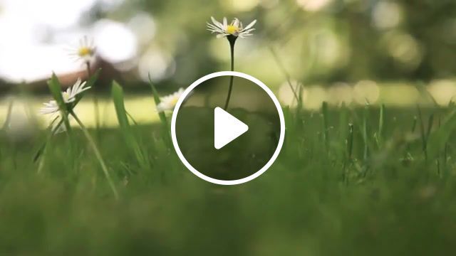 Chamomile in the forest, gr, flower, chamomile, in the forest, art, nature travel. #0