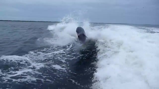 Dolphin Collision with John Bender, Dolphin, Dolphin Collision, Smack, Smash, Gulf, Ocean, Boat, Wake, Water, Funny, Humor, Fail, Collision, Crash, Sanibel, Jump, Midair, Collide, Dolphins, Nature Travel