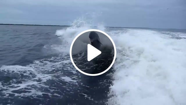 Dolphin collision with john bender, dolphin, dolphin collision, smack, smash, gulf, ocean, boat, wake, water, funny, humor, fail, collision, crash, sanibel, jump, midair, collide, dolphins, nature travel. #0