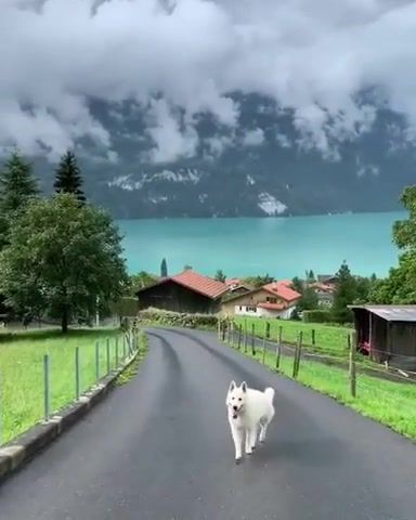 Lake Brienz, Lake Brienz, Dog, Nature Travel