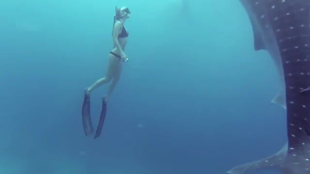 Shark and girl, best, epic, beautiful, ocean, diving, underwater, shark, nature travel.