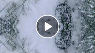 Snow Forest Illusion