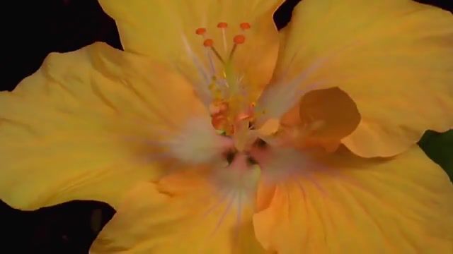 The birth of beauty, birth, beauty, flowers, time lapse, nature travel.