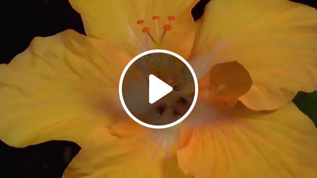 The birth of beauty, birth, beauty, flowers, time lapse, nature travel. #0