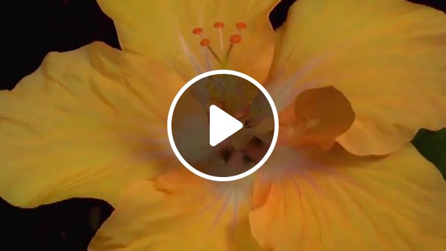 The birth of beauty, birth, beauty, flowers, time lapse, nature travel. #1