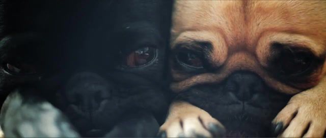 Tired, 50mm 1 8, canon, 60d, dlsr, pets, cute, tired, pugs, nature travel.