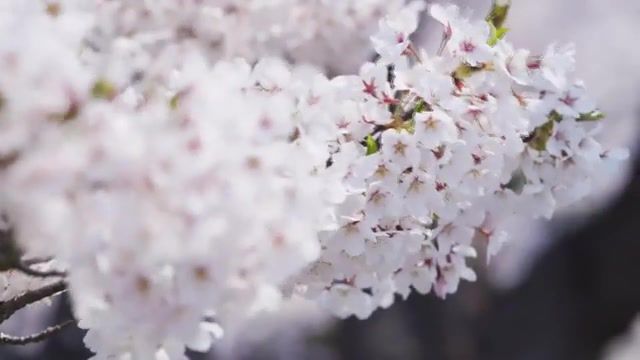 TluaF. Melodic. Japan. Music. Mahsup. Japan Tree Blossom. Tree Blossom. Blossom. Nature Travel.
