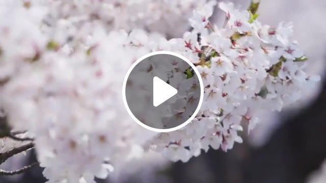 Tluaf, melodic, japan, music, mahsup, japan tree blossom, tree blossom, blossom, nature travel. #0