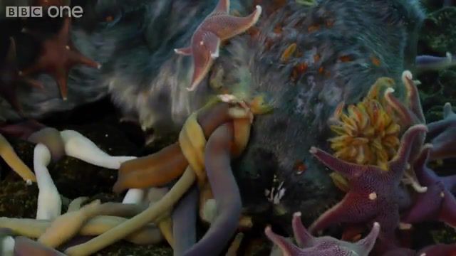 Worms and stars, Monday, November 30, David Attenborough, Episode 8, Bbc, Bbc One, Bbcone, Bbc1, Carnivorous, Digestive Juices, Devouring, Eating, Eat, Corpse, Carc, Dead, Seal, Swarming, Sea Stars, Nemateen, Worms, Nemertean Worms, Urchins, Starfish, Mcmurdoe Sound, Scuba, Water, Ice, Sea, Polar, Creatures Of The Deep, Life, Timelapse, Nature Travel