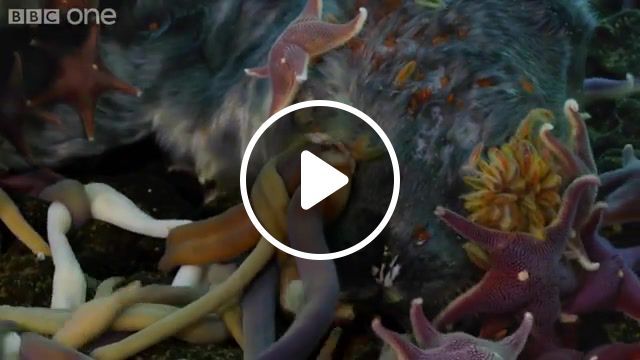 Worms and stars, monday, november 30, david attenborough, episode 8, bbc, bbc one, bbcone, bbc1, carnivorous, digestive juices, devouring, eating, eat, corpse, carc, dead, seal, swarming, sea stars, nemateen, worms, nemertean worms, urchins, starfish, mcmurdoe sound, scuba, water, ice, sea, polar, creatures of the deep, life, timelapse, nature travel. #0