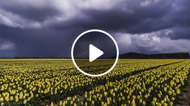 Yellow flower low, cinemagraph, cinemagraphs, trip, eleprimer, live pictures. #0