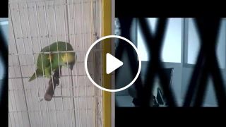 Eminem and Parrot