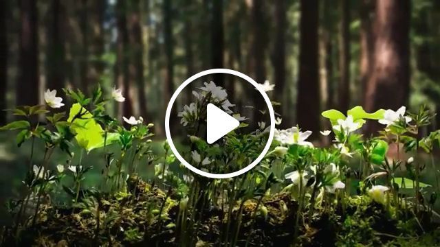 Plant Growth GIFs - Video & GIFs | plant, beautiful nature, forest, funny, flower