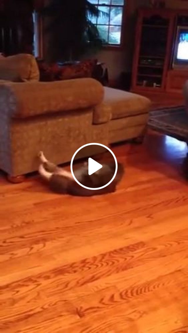 The Cat Practiced To Have Abdominal Muscles ^^ - Video & GIFs | cat, pet, practice, abdominal, muscles