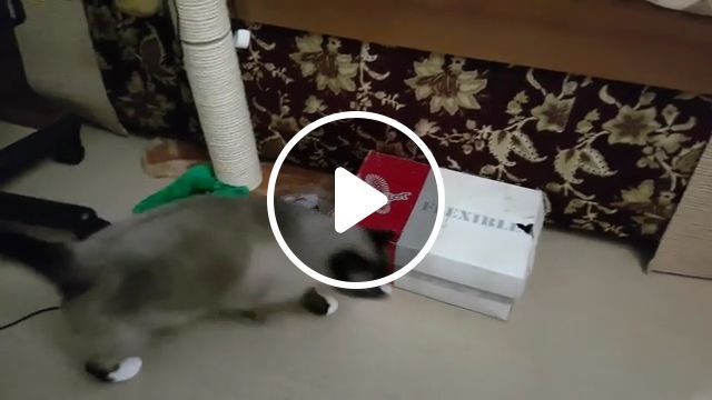 Art Of Cat Hiding - Video & GIFs | cat, pet, hide, box