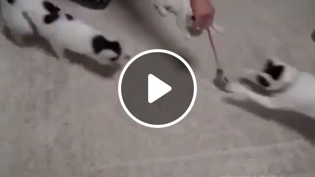 No Nooo - Video & GIFs | cat, pet